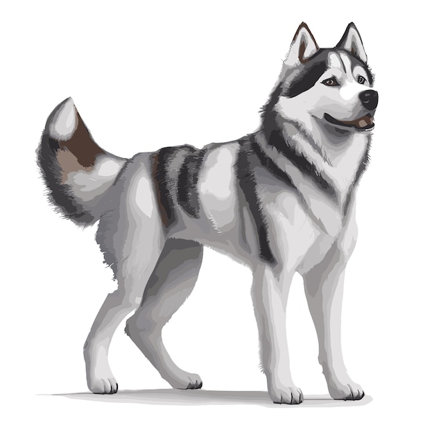 Adorable Husky Pup Vector Drawing Premium Quality Illustration for Free Editing