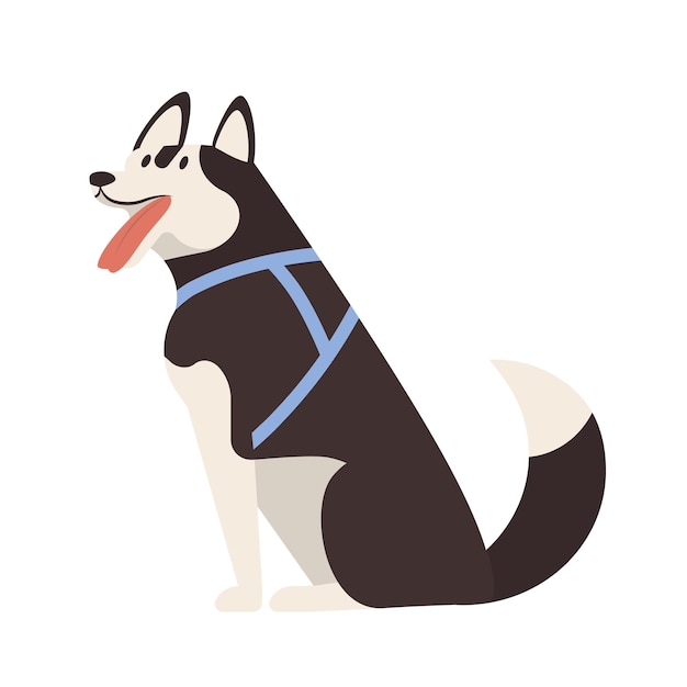 Adorable Husky. Sitting cute adorable purebred sled dog or puppy wearing harness isolated on white background. Funny domestic animal or pet. Colorful vector illustration in flat cartoon style.