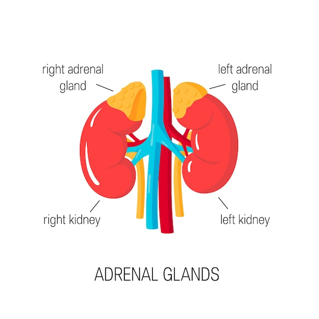 Adrenal glands. Medical diagram of endocrine organs