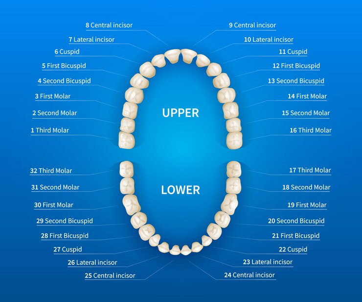 Vector adult human mouth