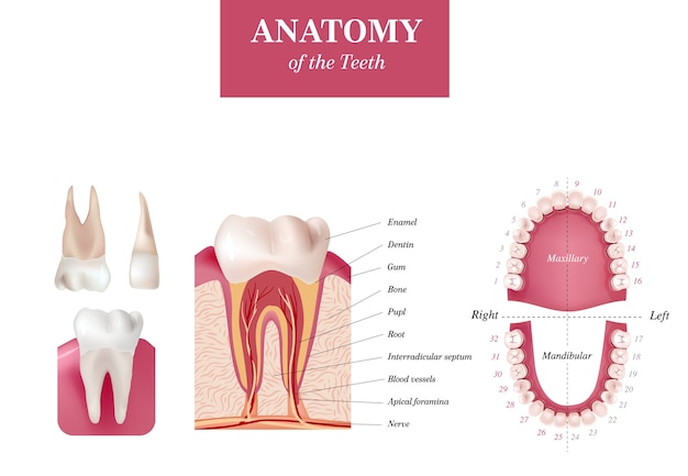 Vettore tabella di numerazione internazionale dei denti per adulti. sistema di numerazione universale. anatomia dei denti