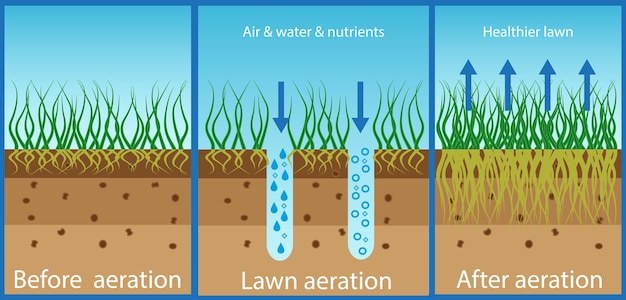 Vettore aerazione del prato arricchimento con ossigeno, acqua e sostanze nutritive per migliorare la crescita del prato prima e dopo aerazione giardinaggio servizi di cura del prato vantaggi aerazione vector