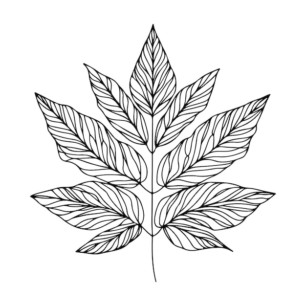 aesthetic decorative line art illustration of leaf floral