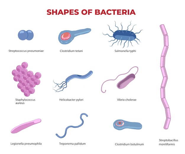 afbeelding van de vormen van bacteriën