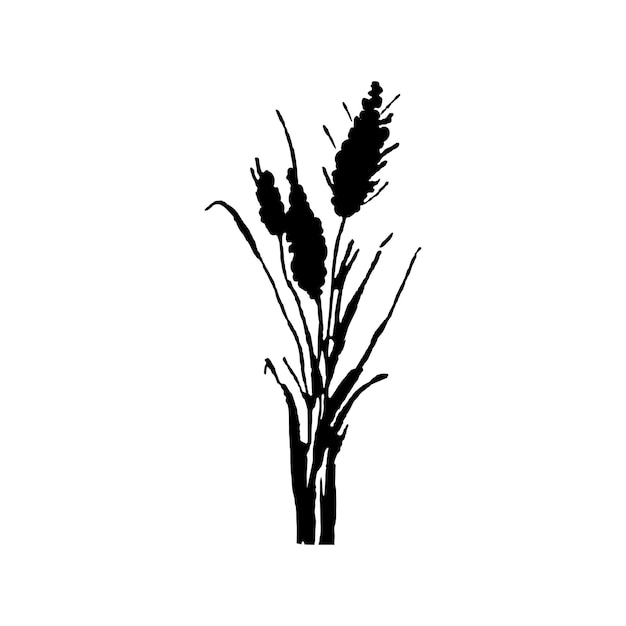 Vector afbeelding van een monochroom rietgras of bulrush op een witte achtergrond isoleerde vectortekening