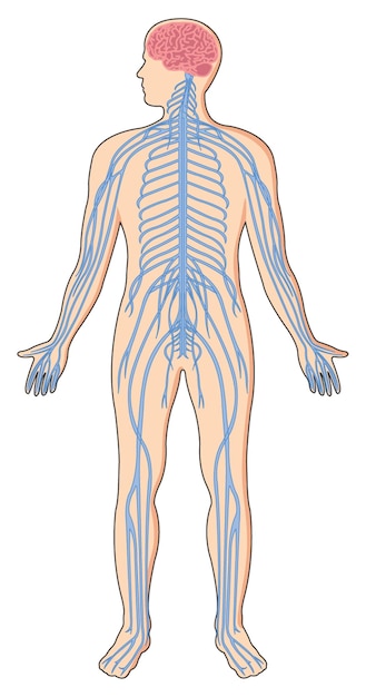 Vector afbeelding van het centrale zenuwstelsel in een menselijk lichaam