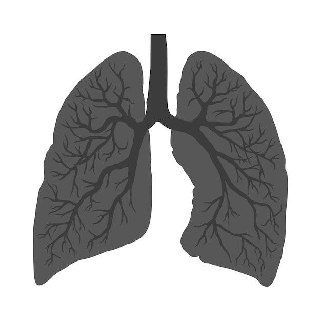 Afbeelding van menselijke longen Ademhalingssysteem