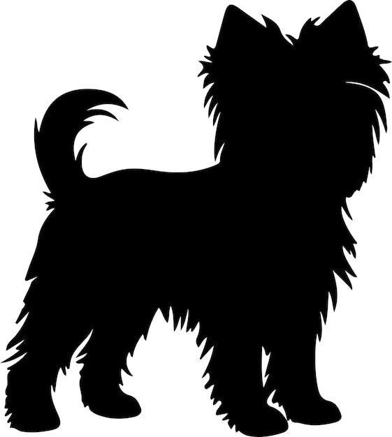 Affenpinscher 검은 실루과 투명한 배경