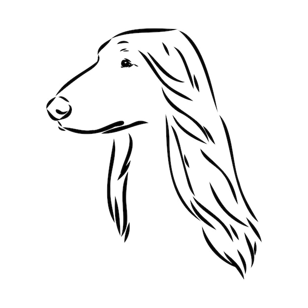Vector afghaanse windhond zwart-wit grafische tekening van een hond