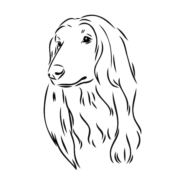 Afghaanse windhond zwart-wit grafische tekening van een hond