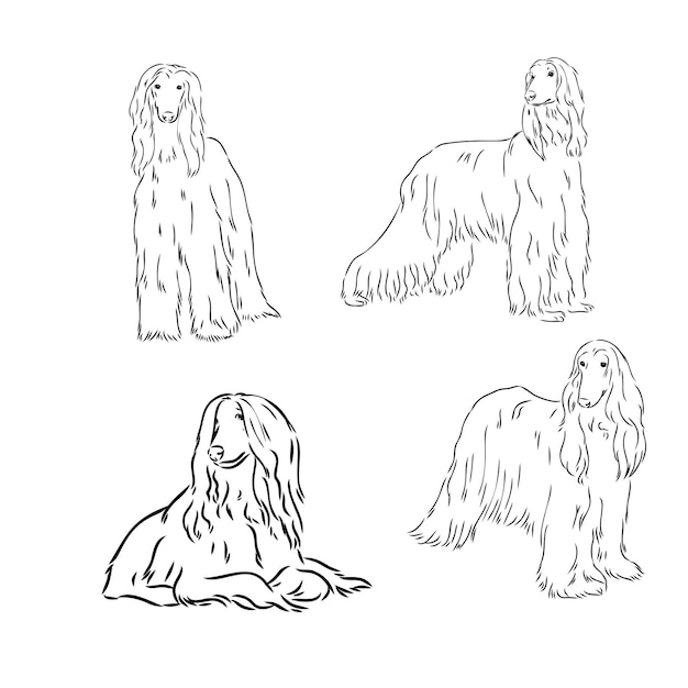 Afghan hound black and white graphic drawing of a dog