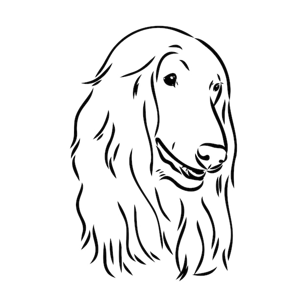 Afghan hound black and white graphic drawing of a dog