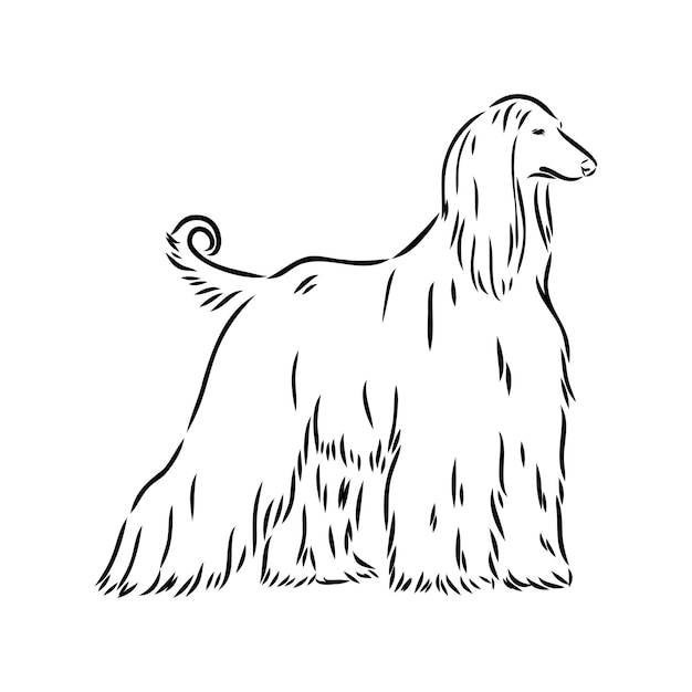 Afghan hound black and white graphic drawing of a dog