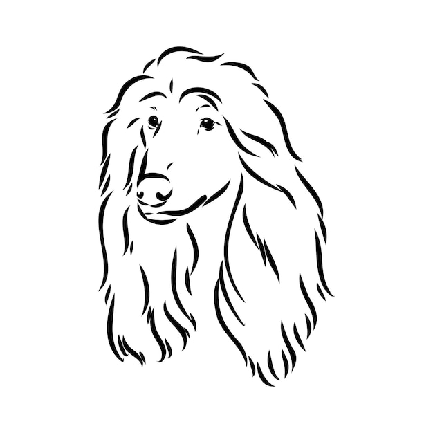 Afghan hound black and white graphic drawing of a dog
