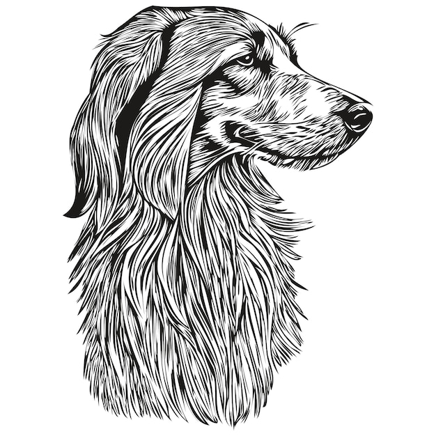 Vector afghan hound dog portrait in vector animal hand drawing for tattoo or tshirt print illustration realistic breed pet