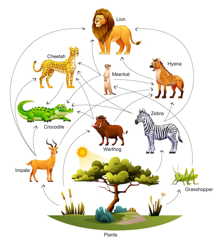 वेक्टर african animal food web ecosystem vector cartoon illustration