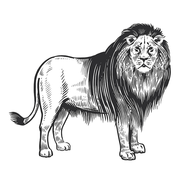 African animal lion vector vintage engraving