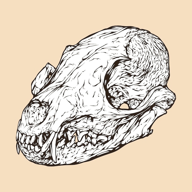African cape fox skull head vector illustration