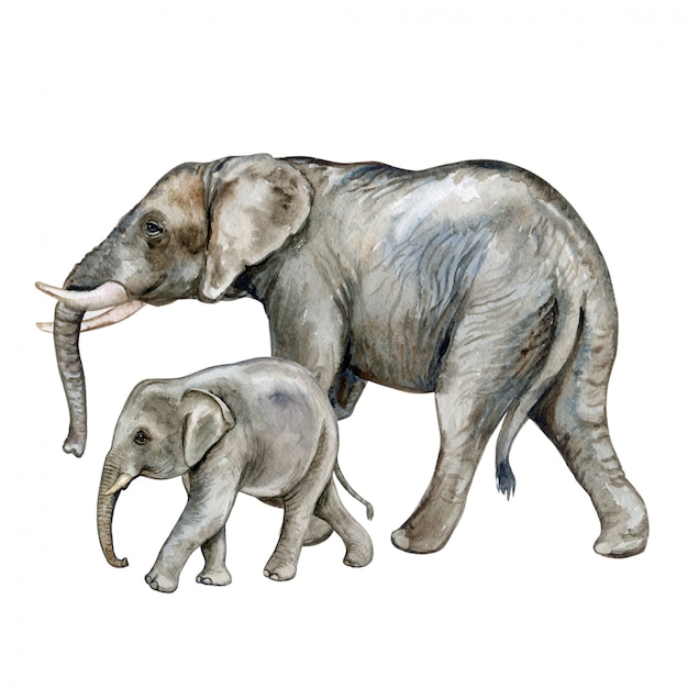 African elephant with a baby. family. watercolor