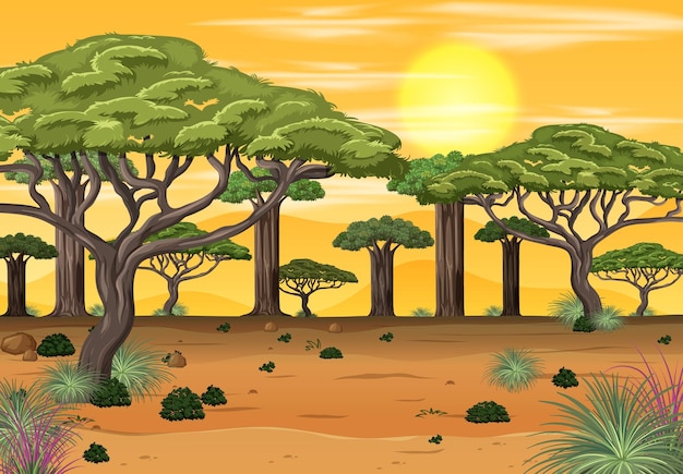 Vector african forest landscape at sunset time