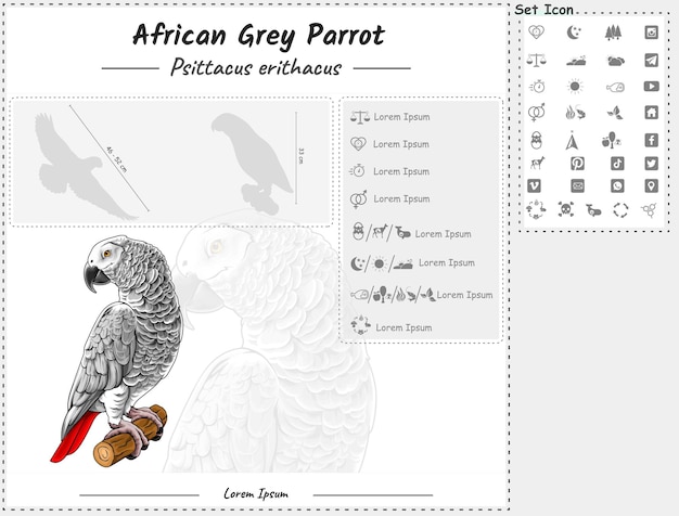 African grey parrot infographic template