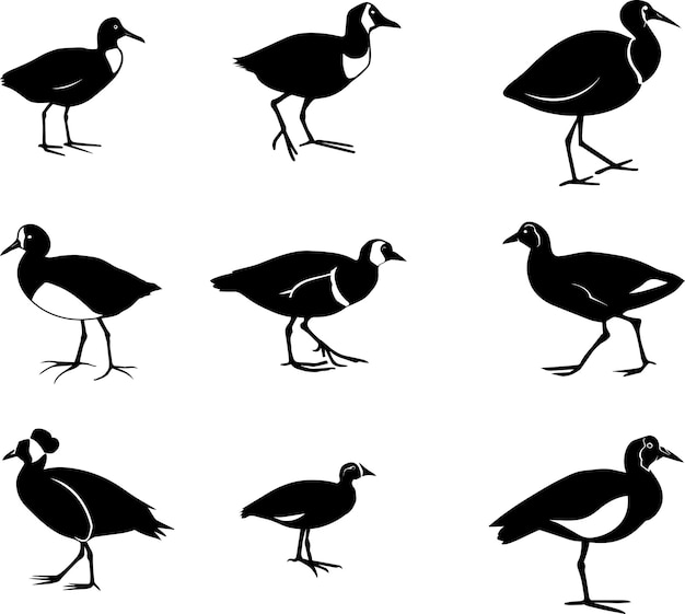 African jacana vector silhouette 3