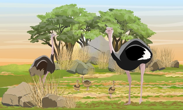 Vector african ostrich and chicks walks on the savannah bush and mountains