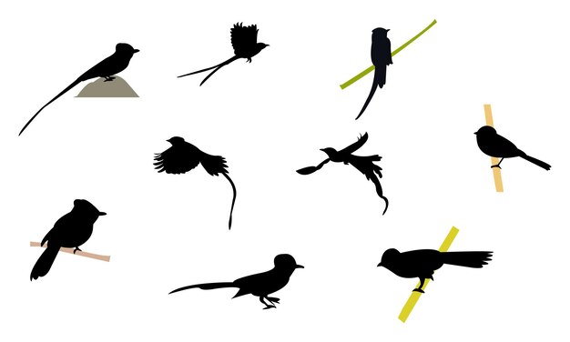 African paradise flycatcher vogel Silhouette ontwerp en vector illustratie