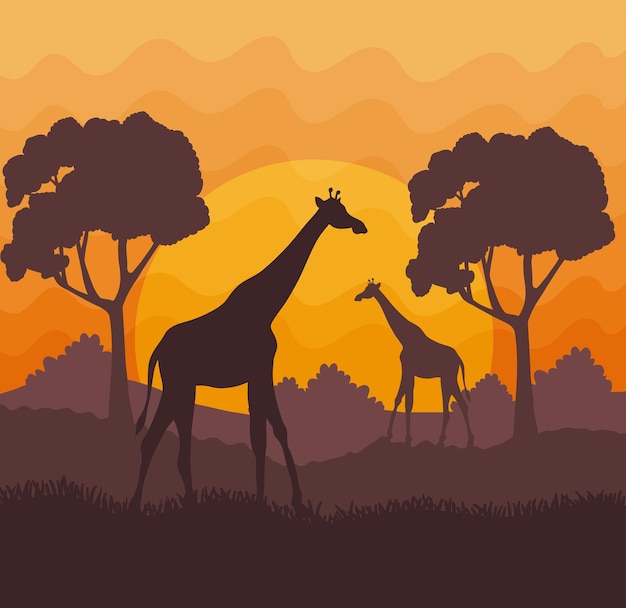 African savannah with giraffes scene