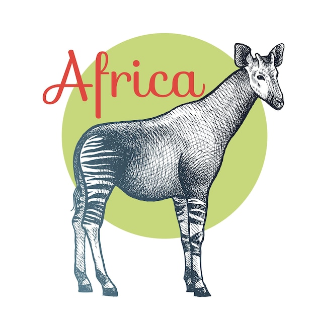 Afrikaanse dieren Okapi