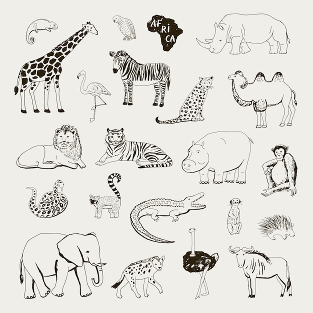 Vector afrikaanse dieren vector illustraties lijn set