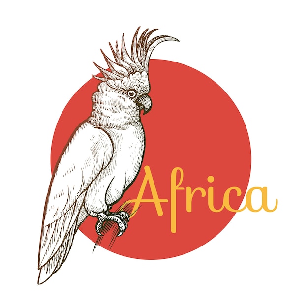 Afrikaanse kaketoevogel