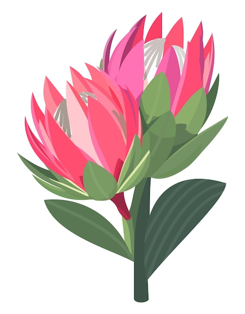 Afzonderlijke illustratie van de knop van de protea-vector