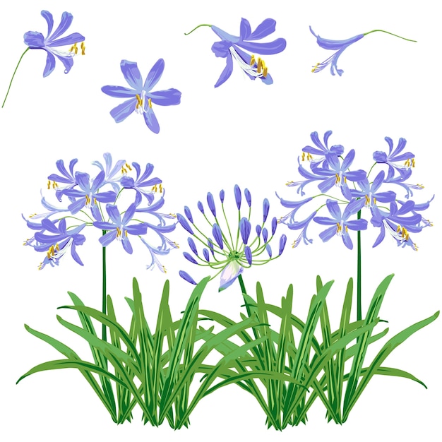 개체에 대한 Agapanthus 꽃.