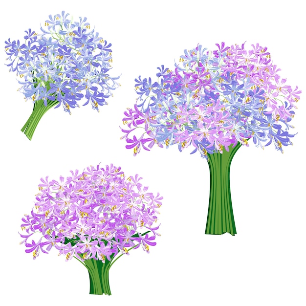 Vector agapanthus flower spring for object.