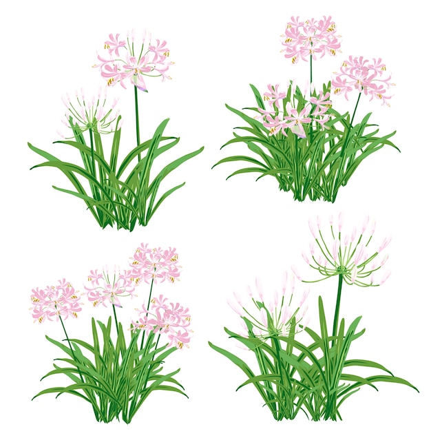 Vector agapanthus flower spring for object.