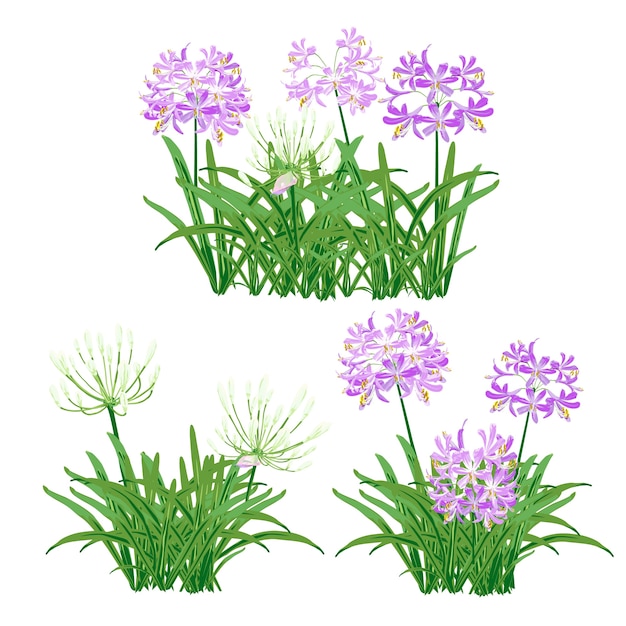 オブジェクトのためのagapanthus。