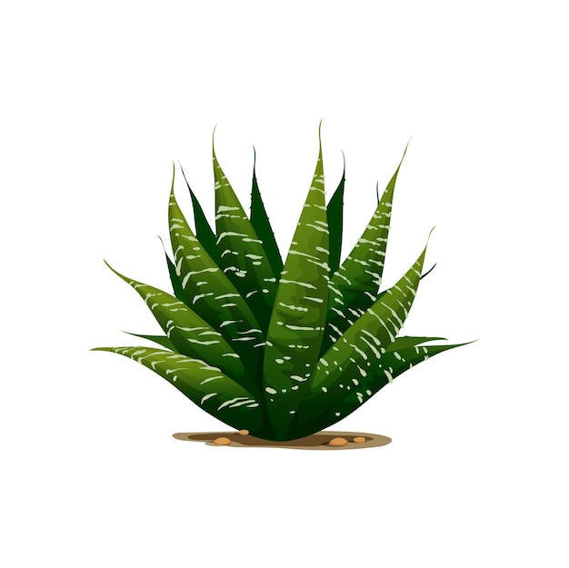 Vector agave americana sentry growing plant isolated icon