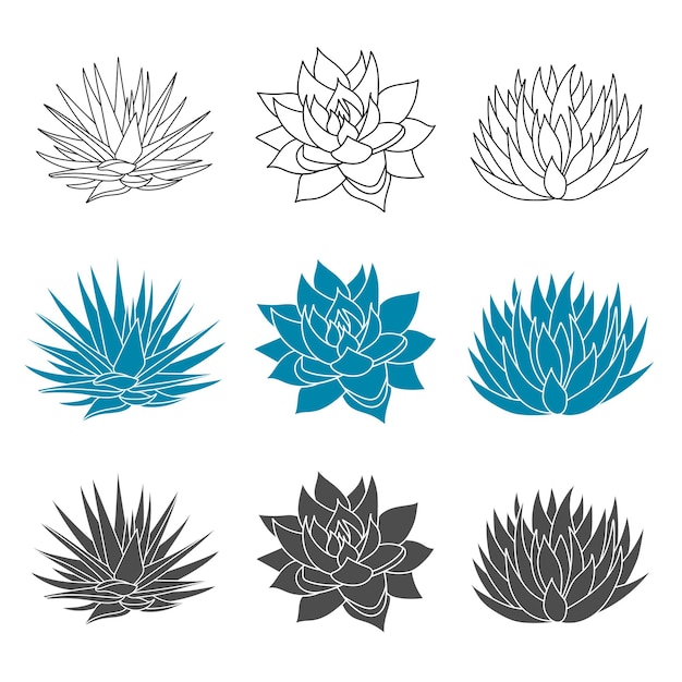 Agave blue set pianta in stile piatto sciroppo d'agave per fare tequila silhouette succulenta disegnata a mano