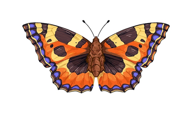 Aglais urticae butterfly, moth species in vintage style. Small tortoiseshell insect with antenna, colorful spotted wings. Realistic retro drawing. Vector illustration isolated on white background.