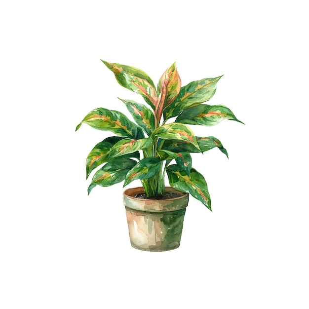 Vector aglaonema in pot vector illustration in watercolour style