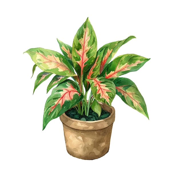 Vettore aglaonema in vaso illustrazione vettoriale in stile acquerello