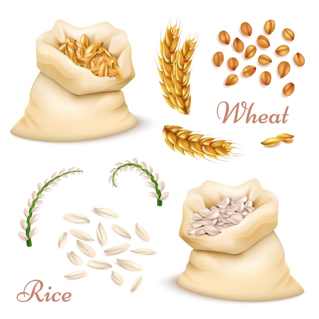 Cereali agricoli - grano e riso isolati. grani realistici di vettore, raccolta di clipart delle orecchie