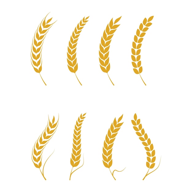 Agriculture wheat vector