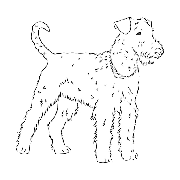 Vector airedale terrier dog. hand drawn. vector illustration airedale terrier vector sketch