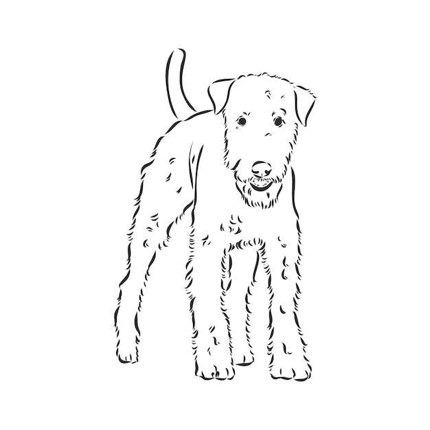 Cane airedale terrier. disegnato a mano. illustrazione vettoriale