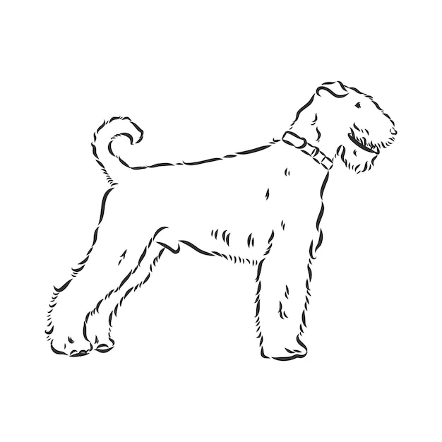 Airedale Terriër hond. hand getekend. Vector illustratie airedale terriër vector schets