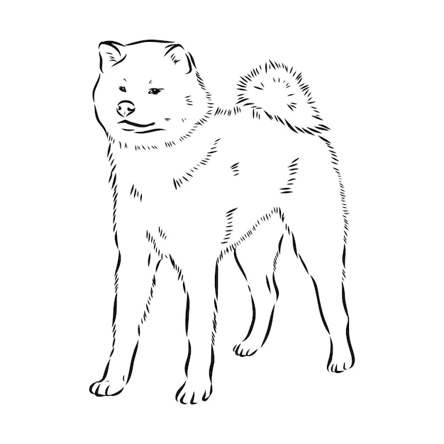 Akita cane faccia illustrazione vettoriale isolato akita inu cane vettore