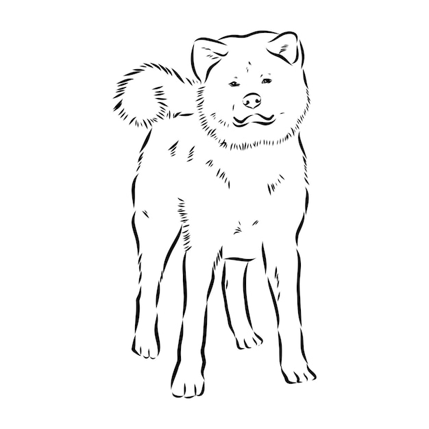 Akita cane faccia illustrazione vettoriale isolato akita inu cane vettore