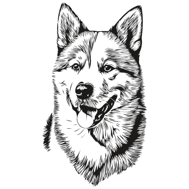 Vector akita dog head line drawing vectorhand drawn illustration with transparent background realistic breed pet